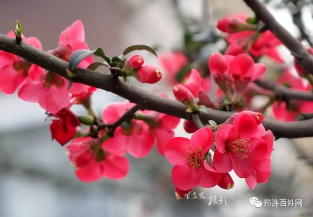 春暖花开杏吧有你，最新地址的温馨探索之旅