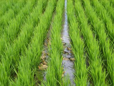 今日水稻价格走势分析