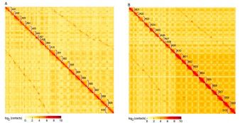 新澳黄金六肖i,科学研究解释定义_VR版75.896