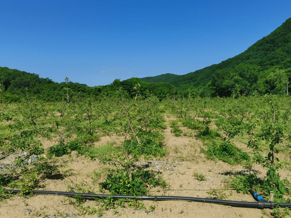 夹皮沟镇领导团队引领地方发展新征程