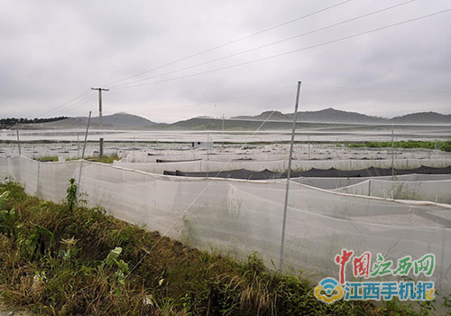 湖坪乡新项目，引领乡村发展的强大动力源泉